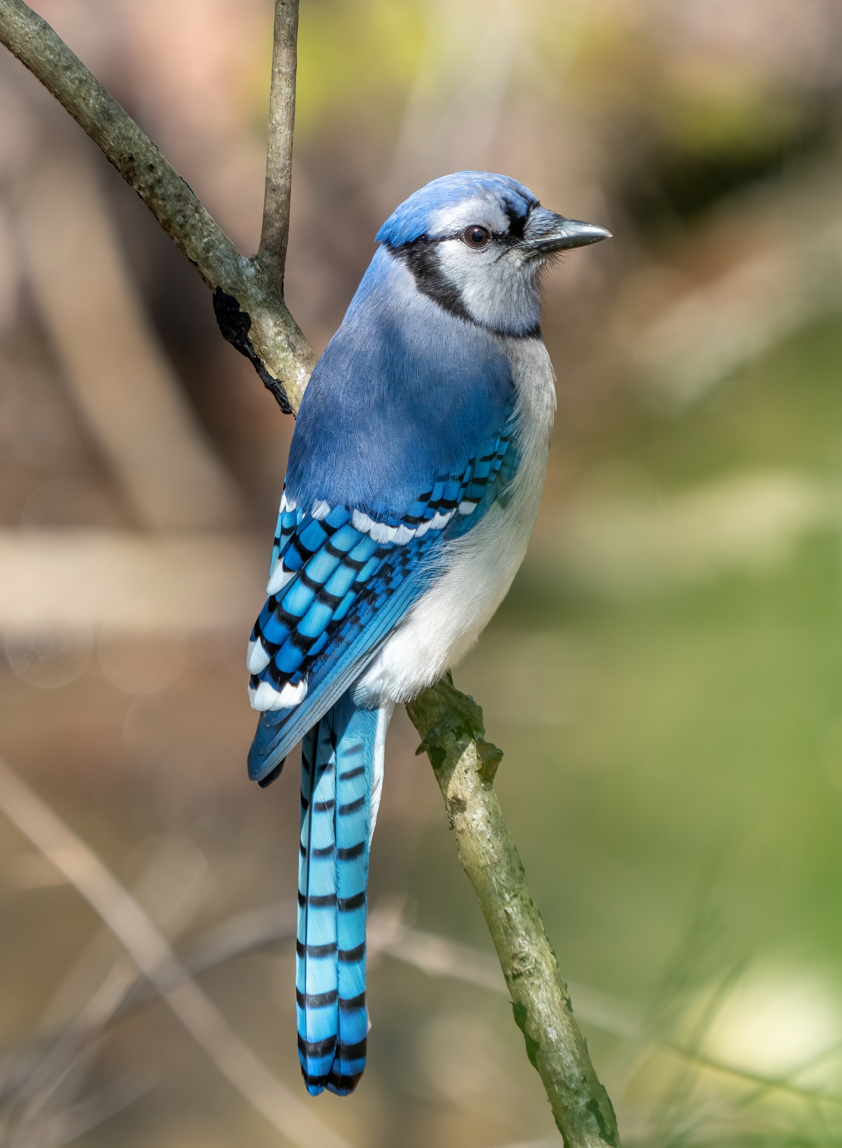Photo of a Blue jay