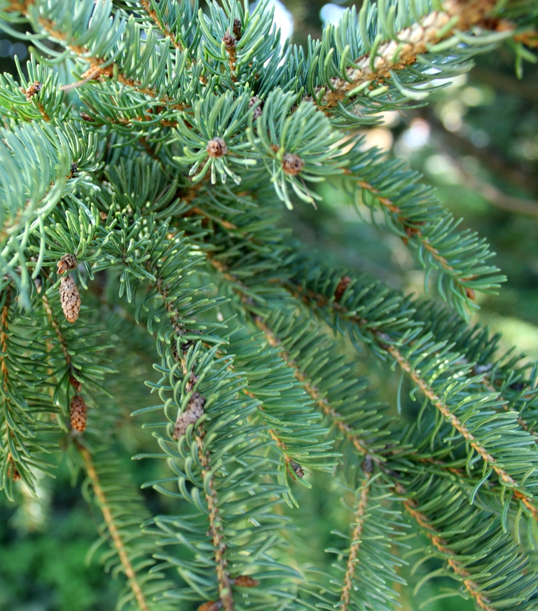 Photo of a Spruce