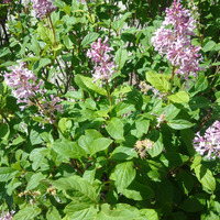 Photo of a Lilac