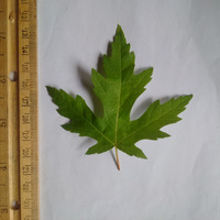 Photo of a Maple Leaf Front