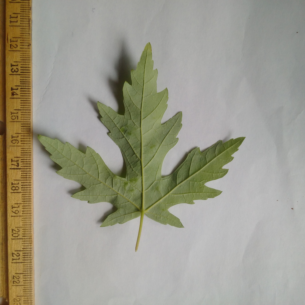 Photo of a Maple Leaf Back