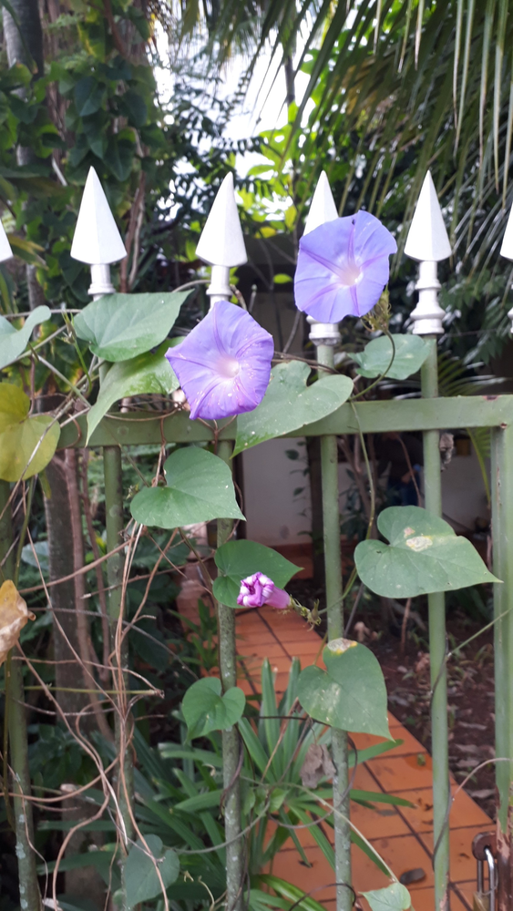 Photo of a Morning glory