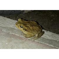 Photo of a Cane toad