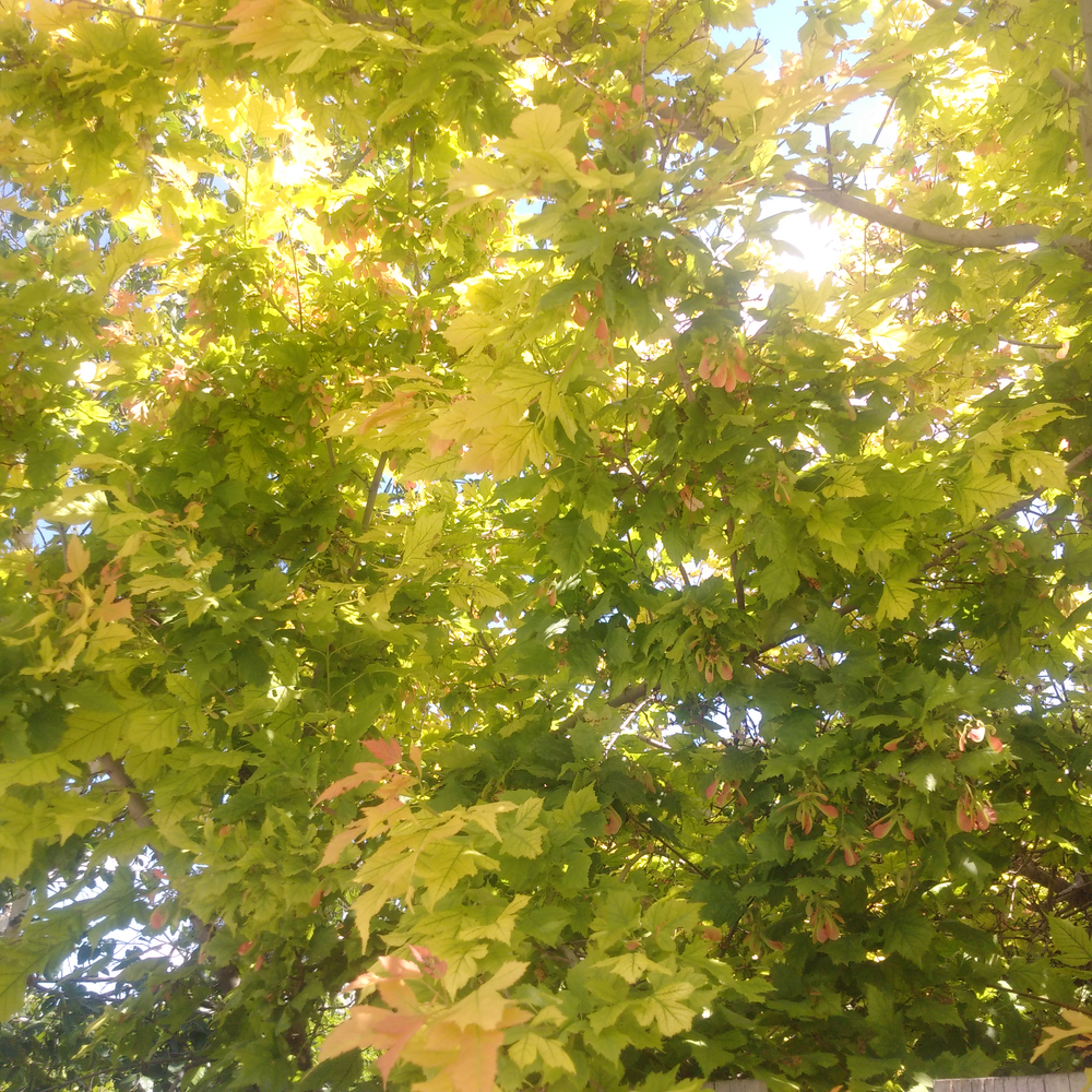 Photo of a Maple tree