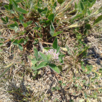 Photo of a Red clover