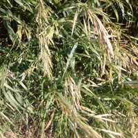 Photo of a Switchgrass