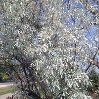 Photo of a Russian olive