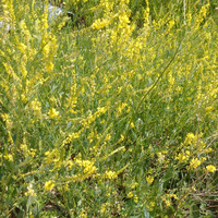 Photo of a Canadian goldenrod