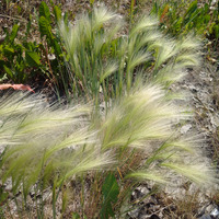 Photo of a Foxtail