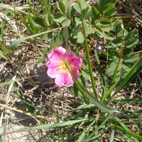 Photo of a Prairie rose