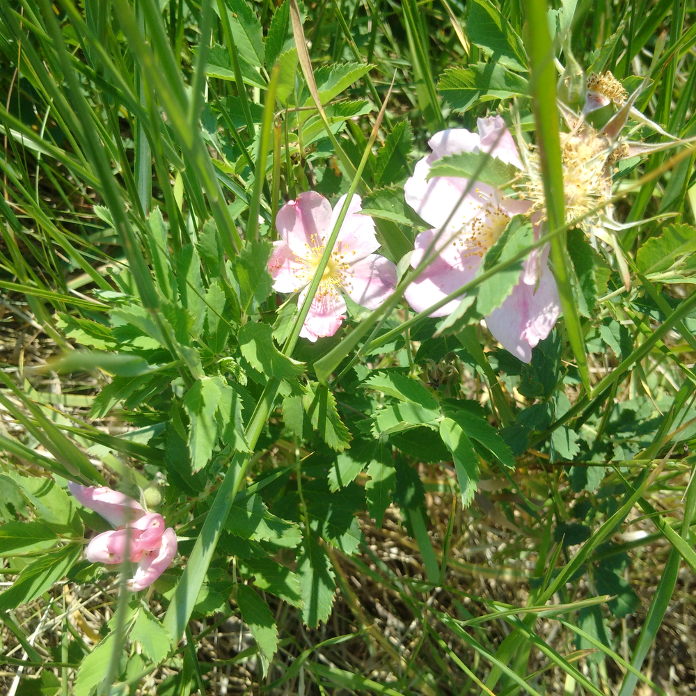 Photo of a Prairie rose
