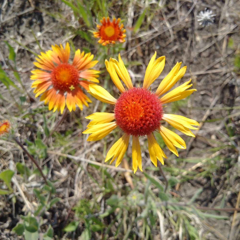 Photo of a Blanket flower