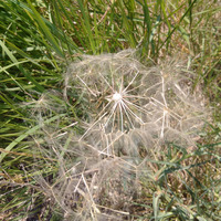 Photo of a Meadow salsify