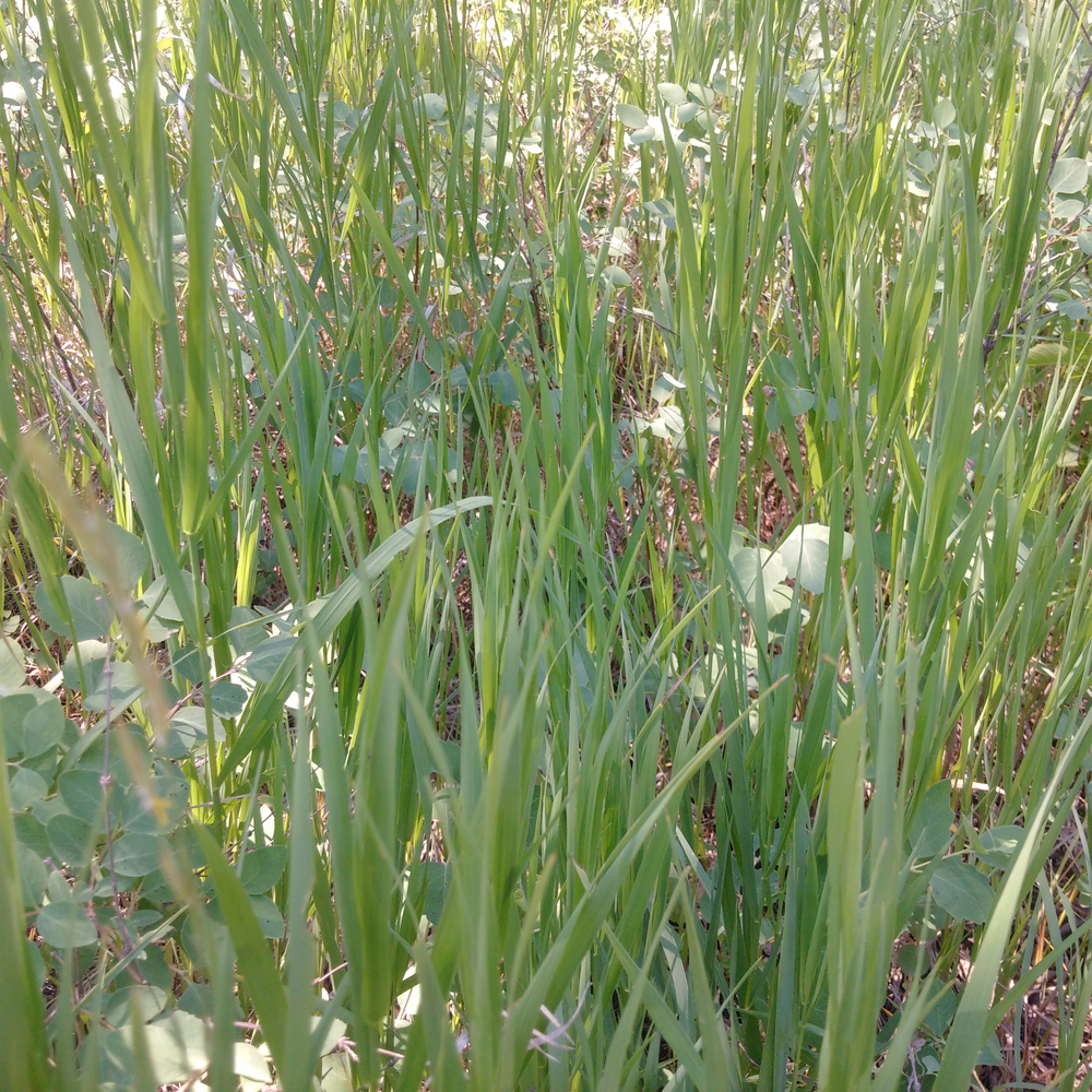 Photo of a Tall Grass
