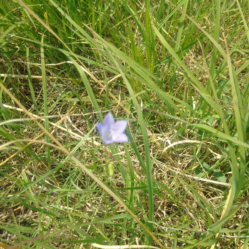 Photo of a Harebell