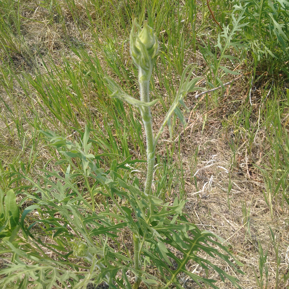 Photo of a Compass plant