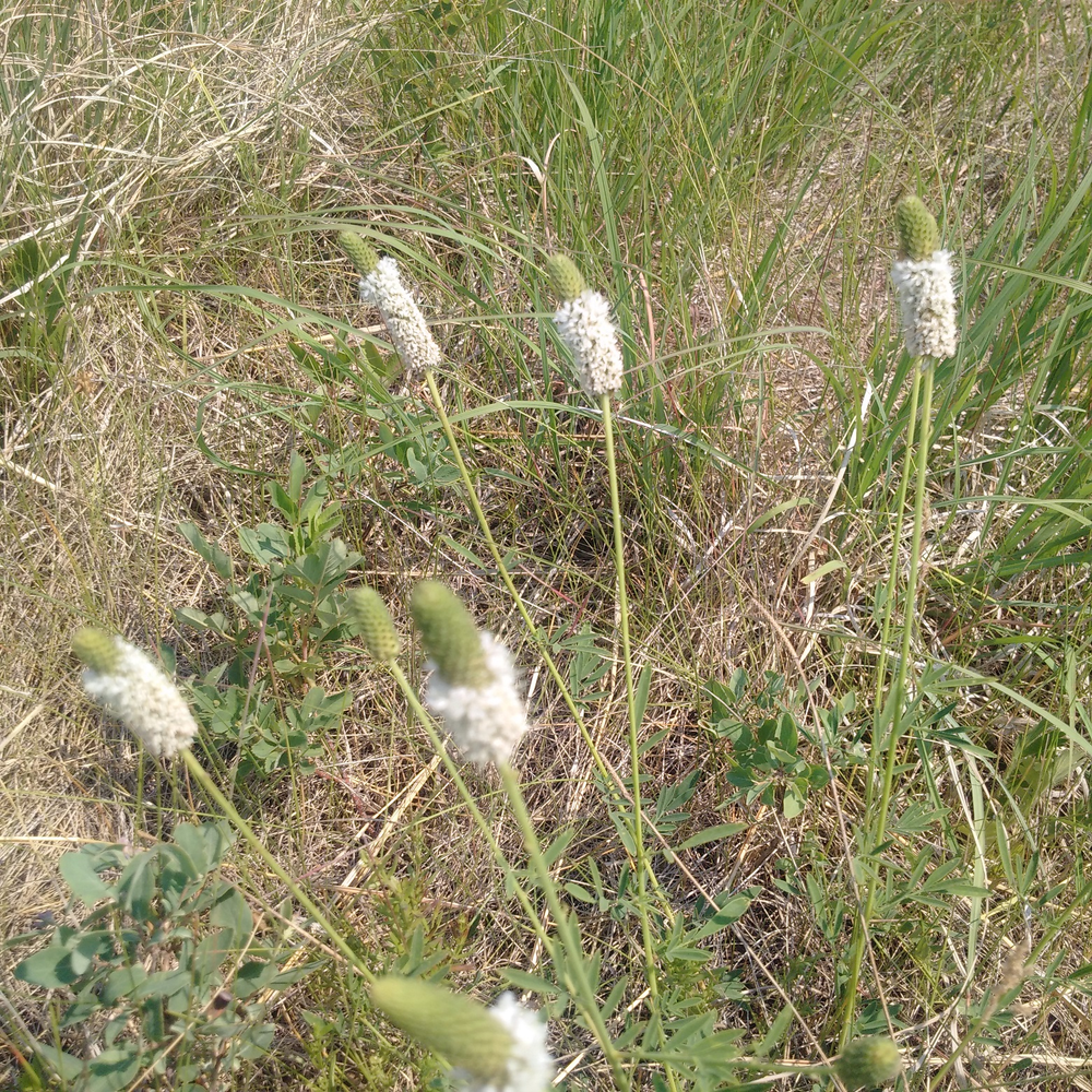 Photo of a White prairie clover