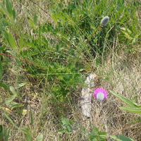 Photo of a Purple prairie clover