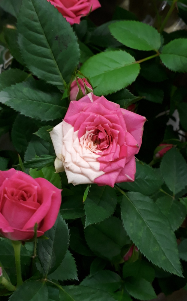 Photo of a Miniature rose
