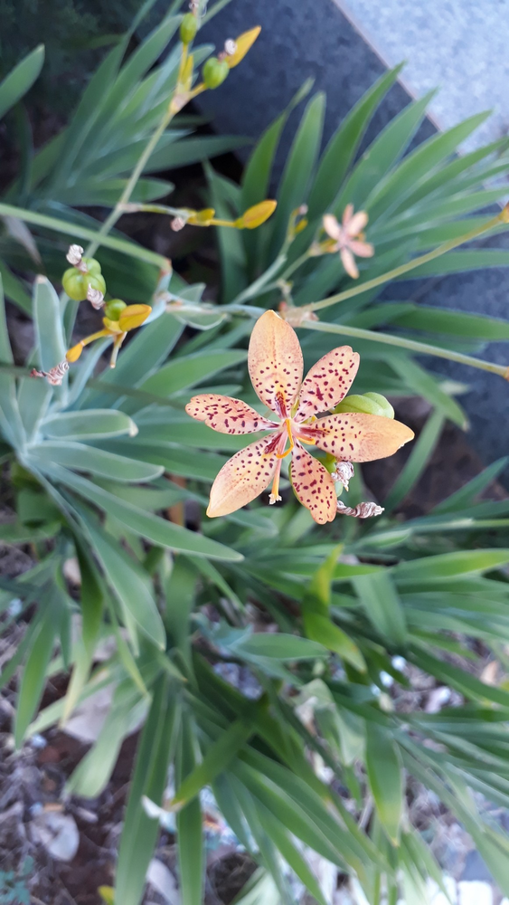 Photo of a Leopard lily