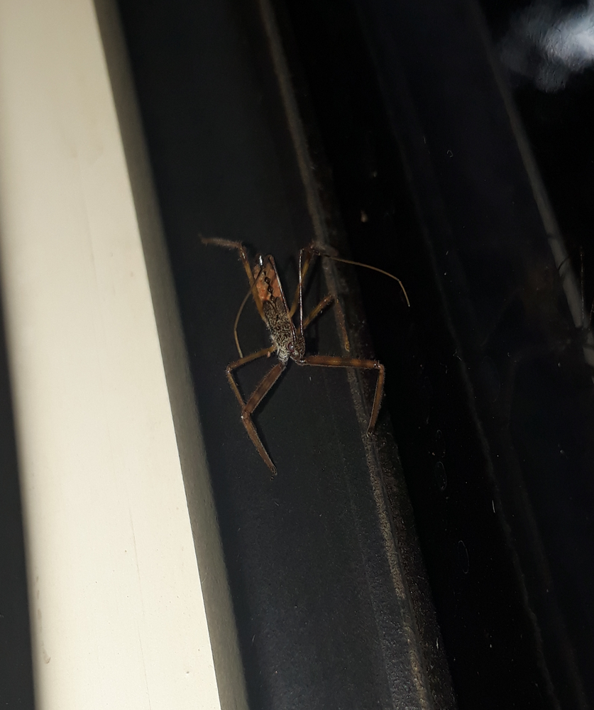 Photo of a Assassin bug