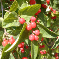 Photo of a Winterberry holly