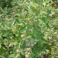 Photo of a Greater burdock