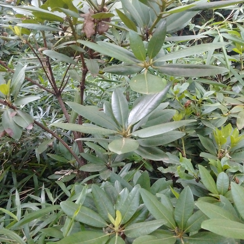 Photo of a Great Laurel