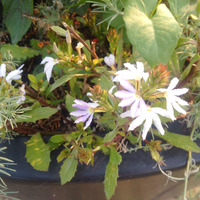 Photo of a Shining fanflower