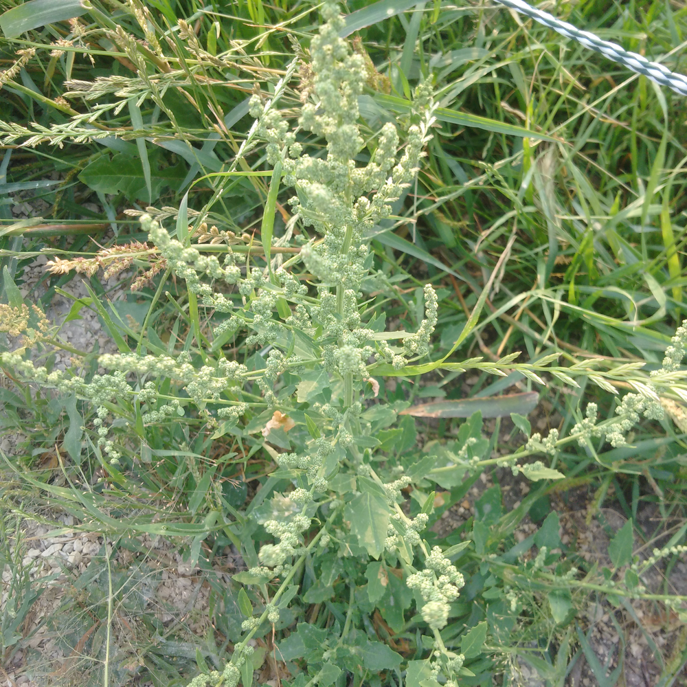 Photo of a White goosefoot