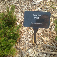 Photo of a Dwarf mountain pine