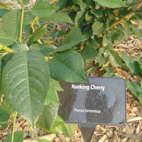 Photo of a Nanking cherry