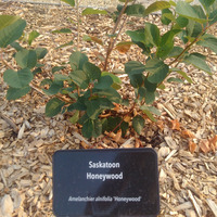 Photo of a Honeywood saskatoon
