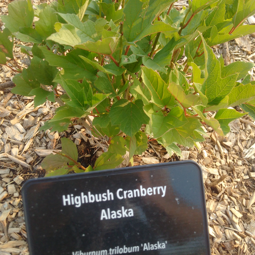 Photo of a Alaska highbush cranberry