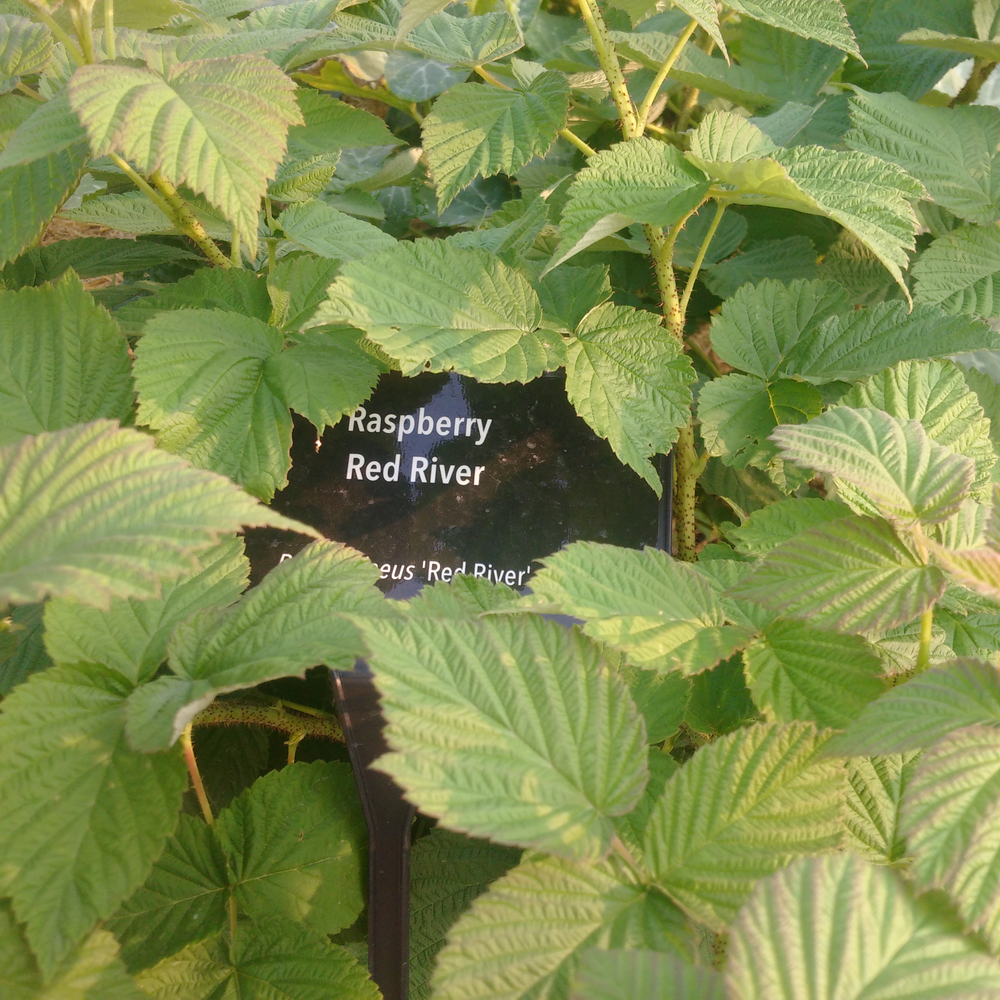 Photo of a Red River raspberry