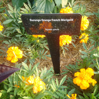 Photo of a French Marigold 'Durango Orange'