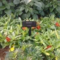 Photo of a Zahara Red zinnia