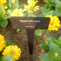 Photo of a Mangelian Yellow zinnia