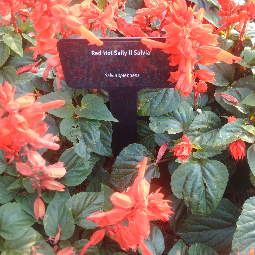 Photo of a Salvia Red Hot Sally II