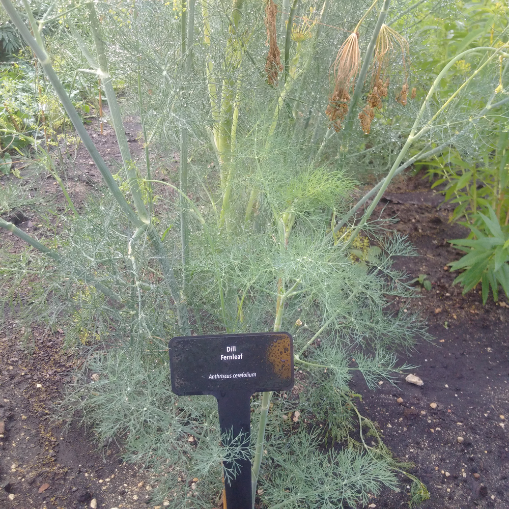 Photo of a Dill