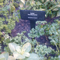 Photo of a Parsley