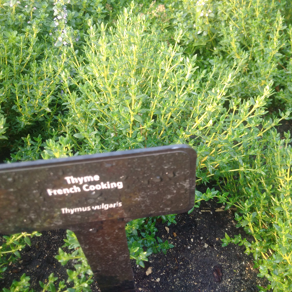 Photo of a Thyme