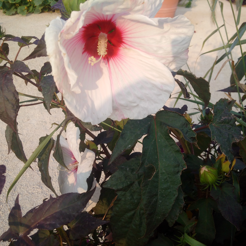 Photo of a Rose of Sharon