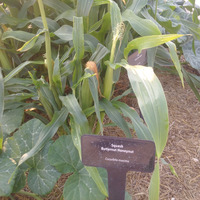 Photo of a Sweet Corn 'Early Xtra Sweet'
