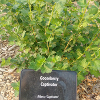 Photo of a Captivator gooseberry