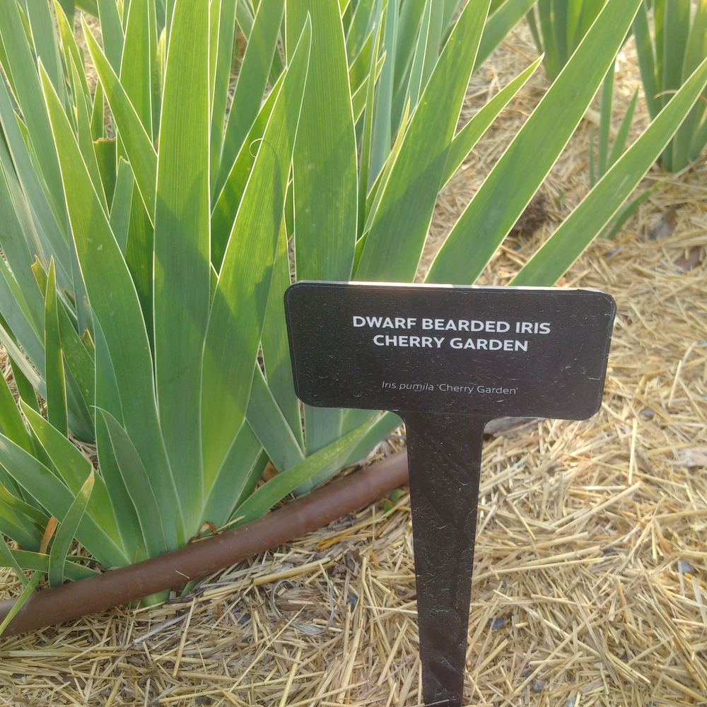 Photo of a Dwarf Beaded iris