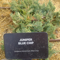 Photo of a Juniper