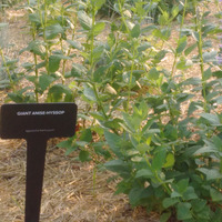 Photo of a Giant anise-hyssop