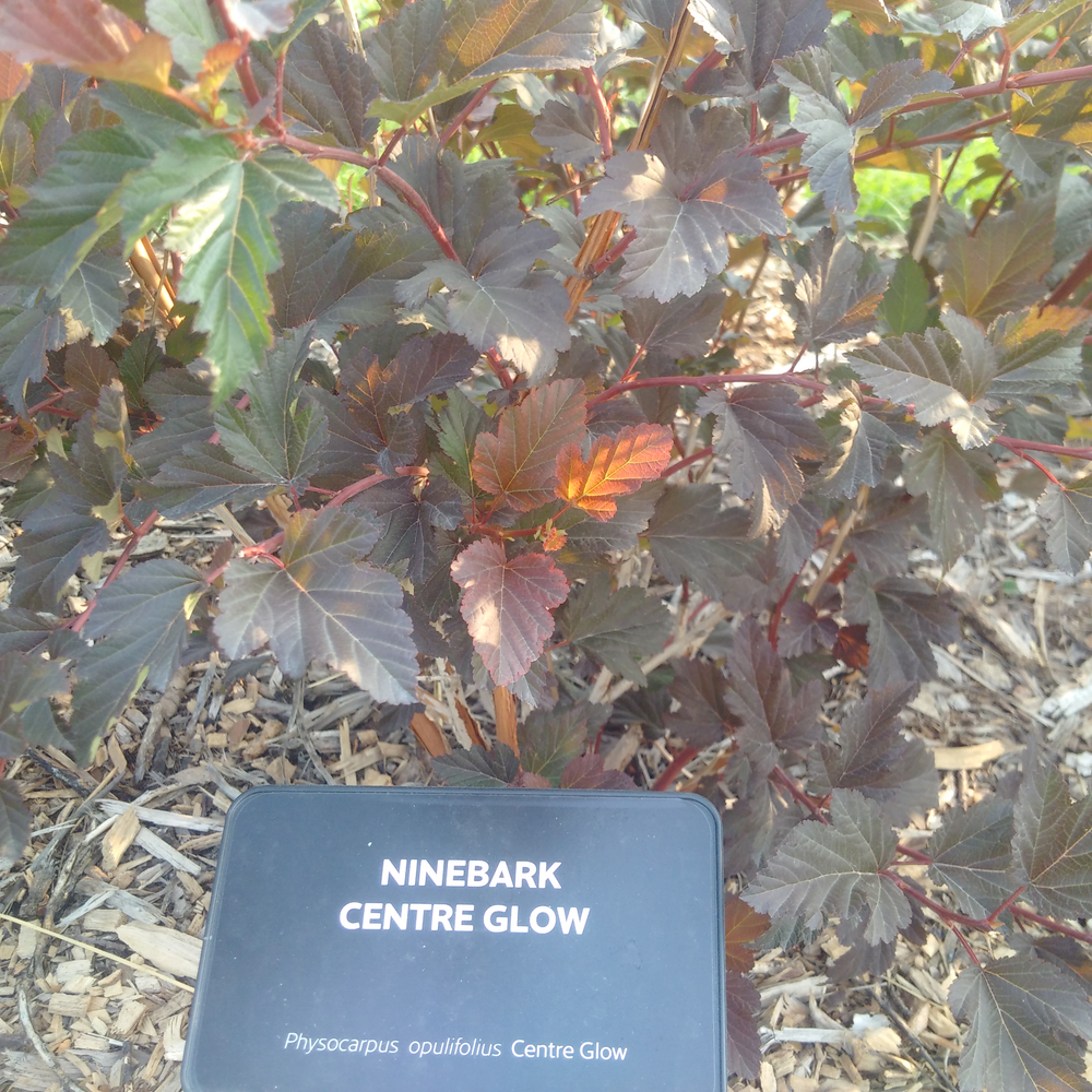 Photo of a Ninebark