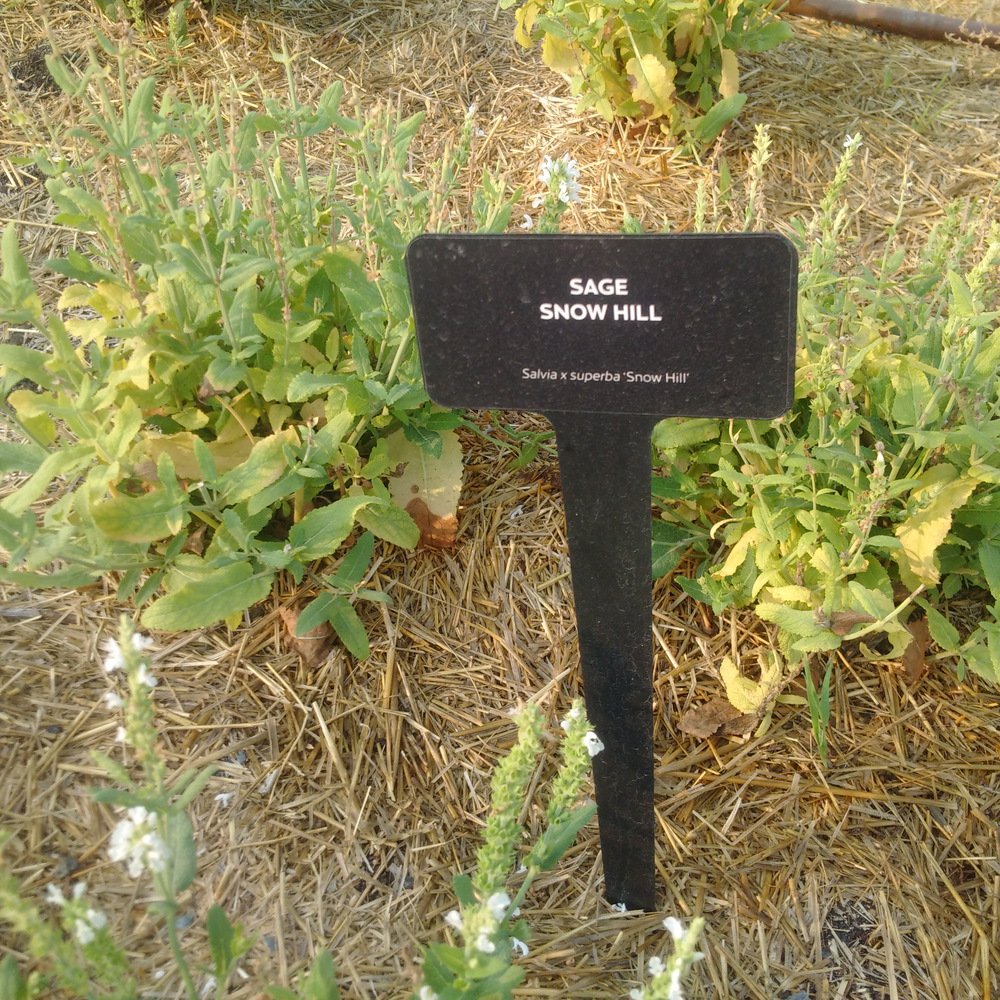 Photo of a Snow Hill sage